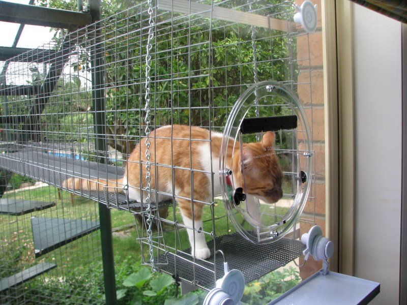 Cat Tunnels and Bridges